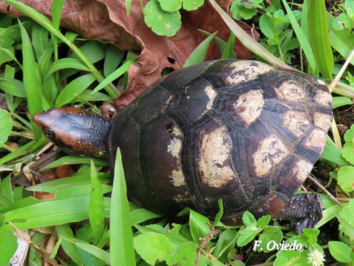 Kinosternon leucostomum (Tortuga de pantano)