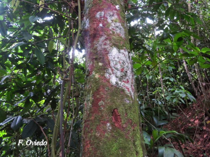 Marila pluricostata (Camarón)