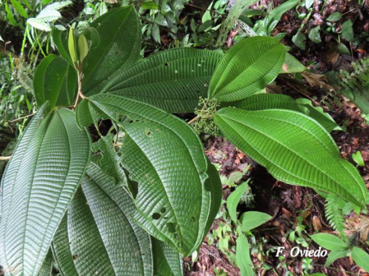 Miconia solearis Miconia solearis