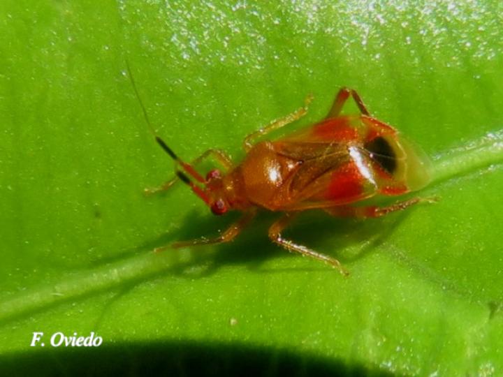 Miridae Sp | Ecos del Bosque