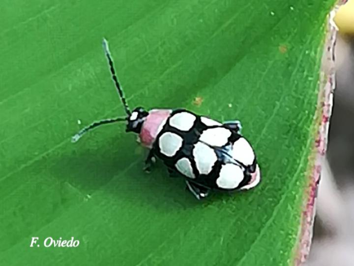 Omophoita aequinoctialis (Escarabajo pulga)