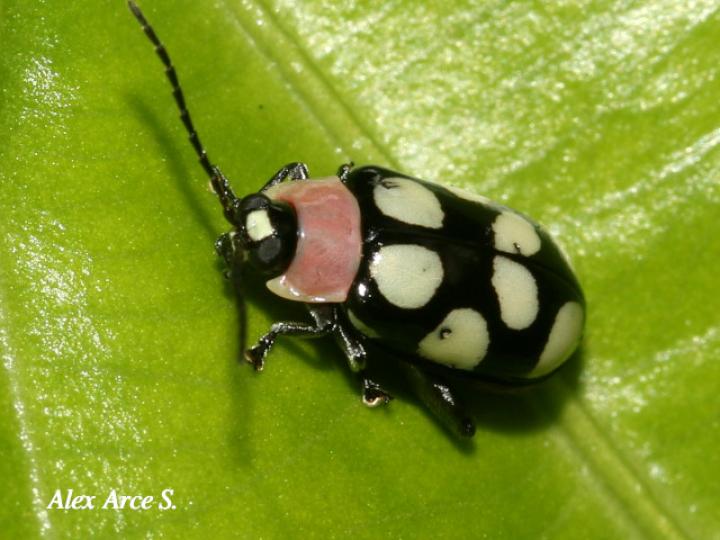 Omophoita aequinoctialis (Escarabajo pulga)