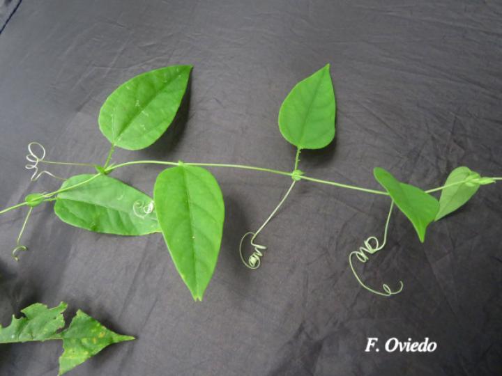 Passiflora oerstedii