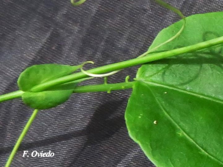 Passiflora oerstedii