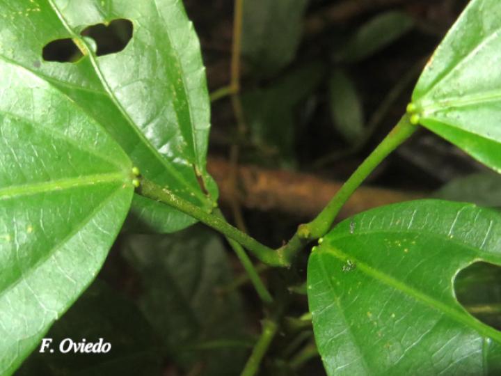 Pleuranthodendron lindenii (Hojancha, Huesillo)