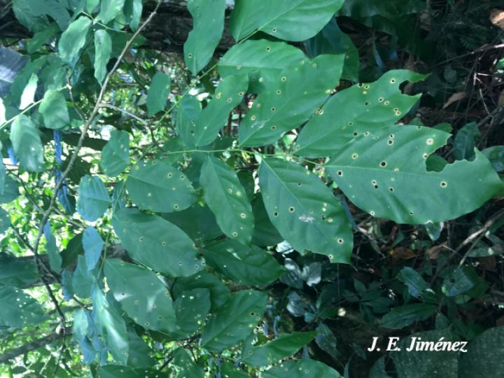 Pterocarpus sp A