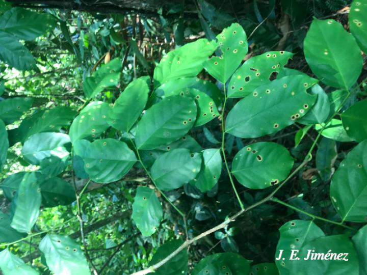 Pterocarpus sp A