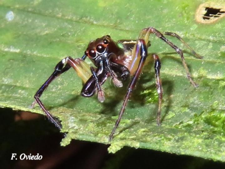 Especie salticidae 05 (Araña saltarina)