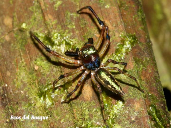 Especie salticidae 05 (Araña saltarina)