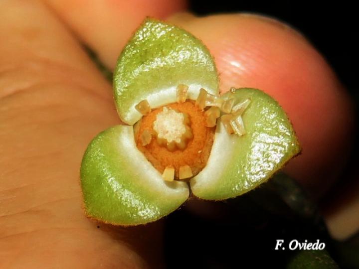 Unonopsis pittieri (Yayo)