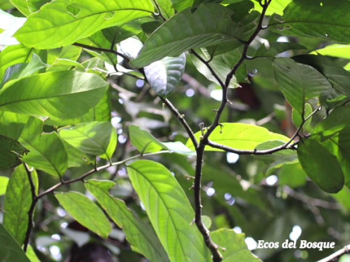 Unonopsis pittieri (Yayo)