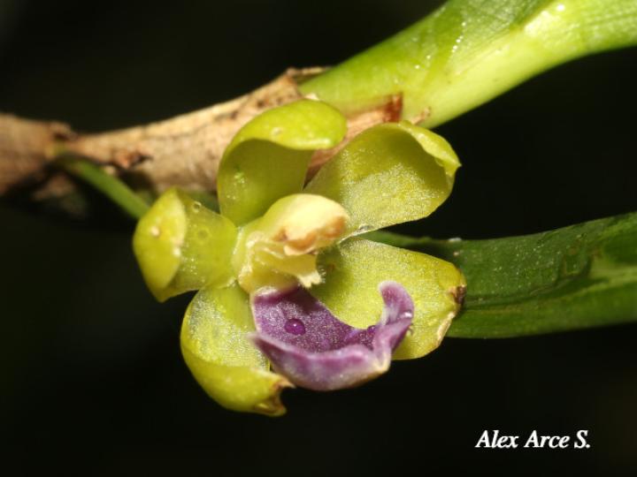 Dichaea trulla