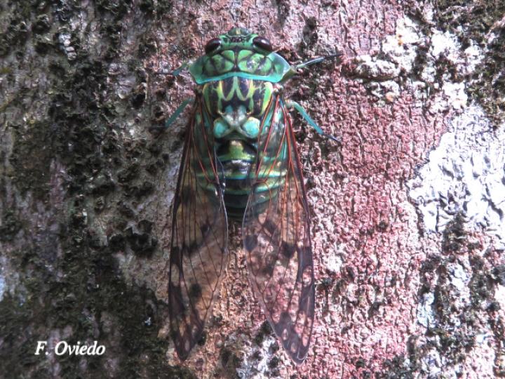 Zammara smaragdina, macho