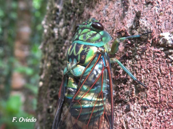 Zammara smaragdina, macho