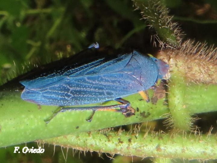 Abana gigas (Chicharritas)