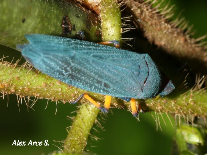 Abana gigas (Chicharritas)