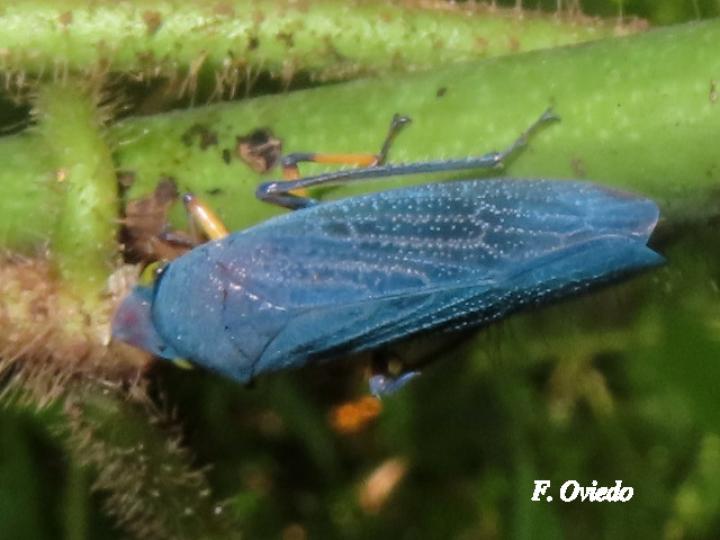Abana gigas (Chicharritas)