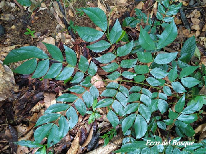Abarema adenophora (Ojo de gringo)