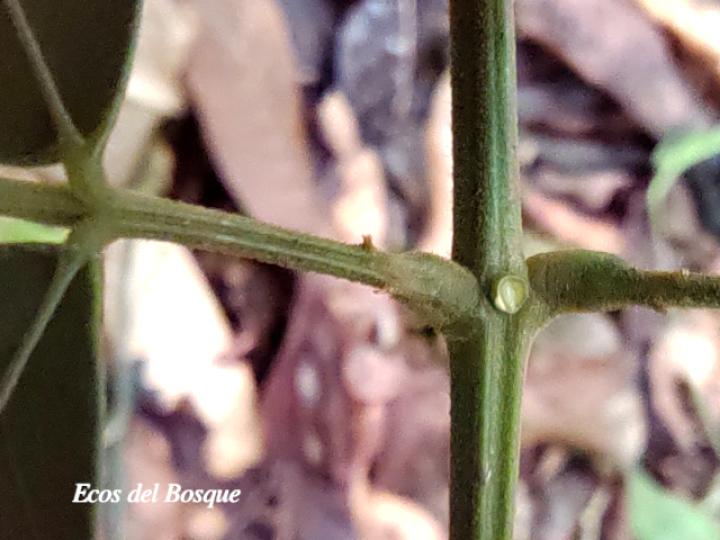 Abarema adenophora (Ojo de gringo)