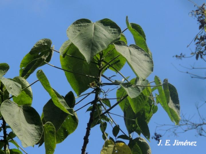 Acalypha macrostachya (Falsa ortiga)