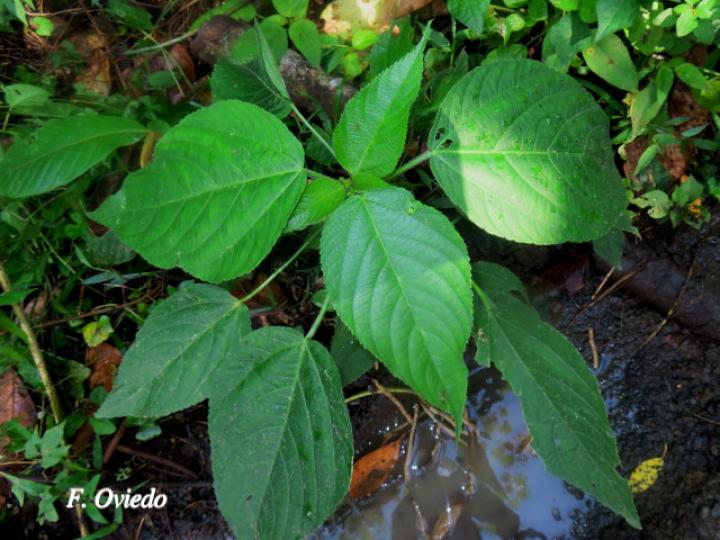 Acalypha macrostachya (Falsa ortiga)