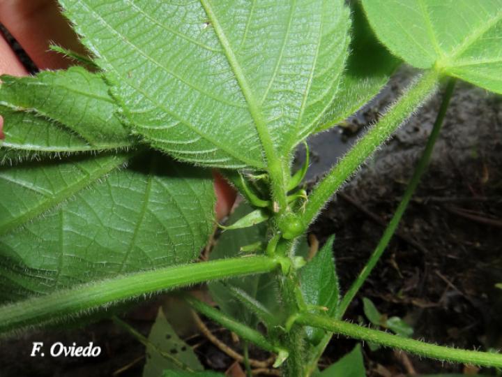 Acalypha macrostachya (Falsa ortiga)