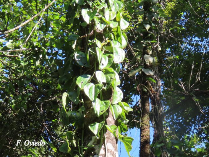 Adelobotrys adscendens