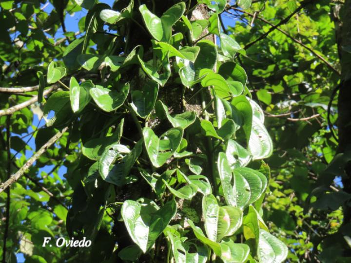 Adelobotrys adscendens