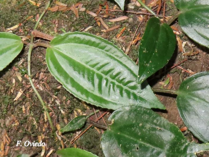 Adelobotrys adscendens