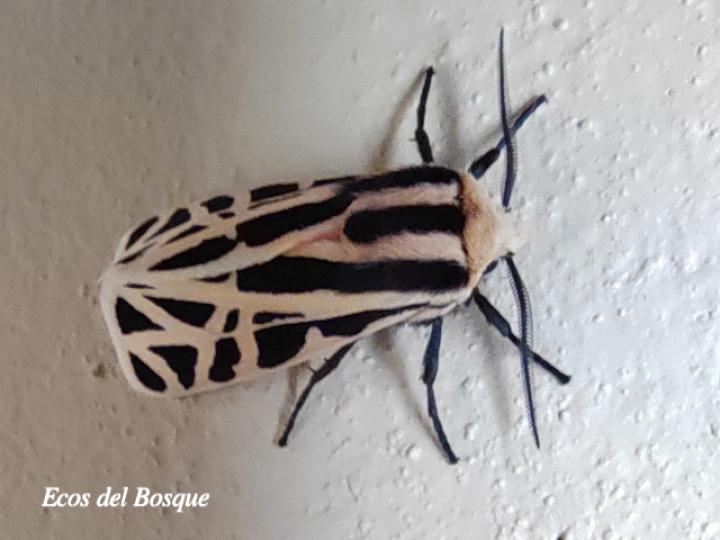 Apantesis proxima (Polilla tigre mexicana)