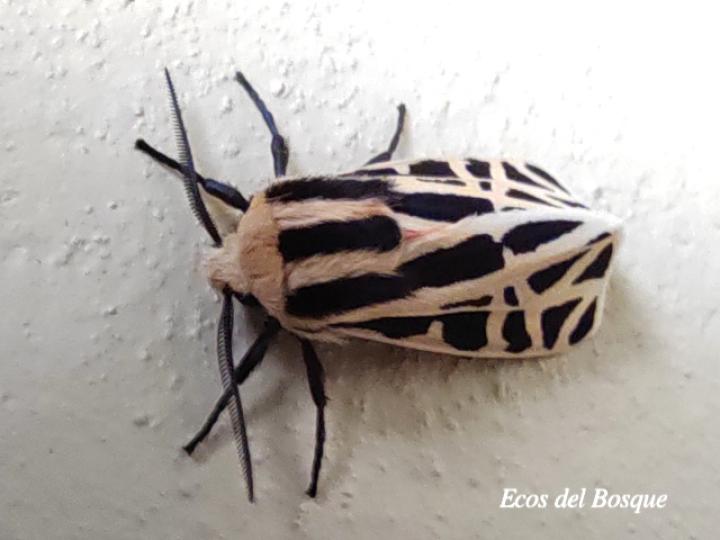 Apantesis proxima (Polilla tigre mexicana)