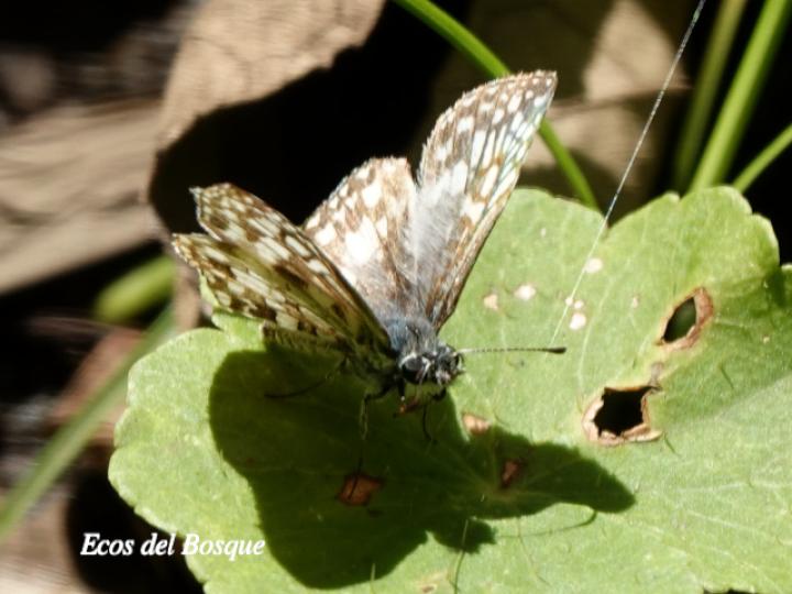 Burnsius oileus (Saltarina a cuadros tropical)