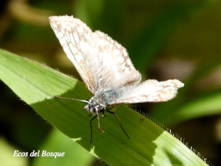 Burnsius oileus (Saltarina a cuadros tropical)