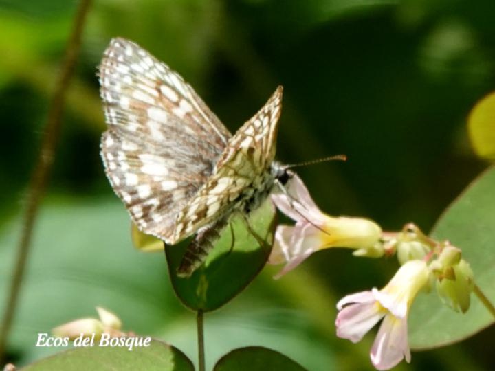 Burnsius oileus (Saltarina a cuadros tropical)