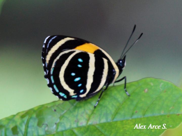 Callicore lyca aerias Callicore lyca aerias