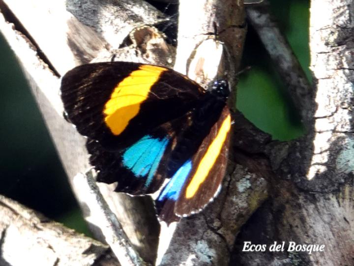 Callicore lyca aerias Callicore lyca aerias