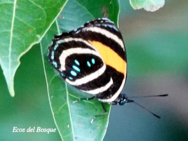 Callicore lyca aerias Callicore lyca aerias