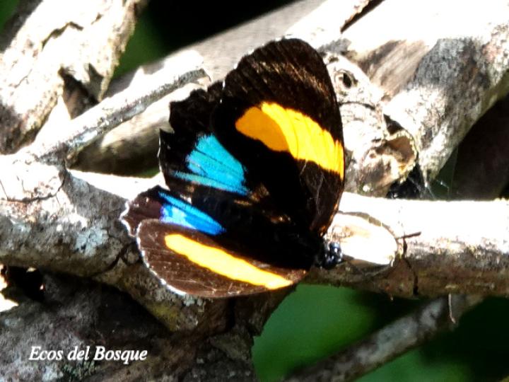 Callicore lyca aerias