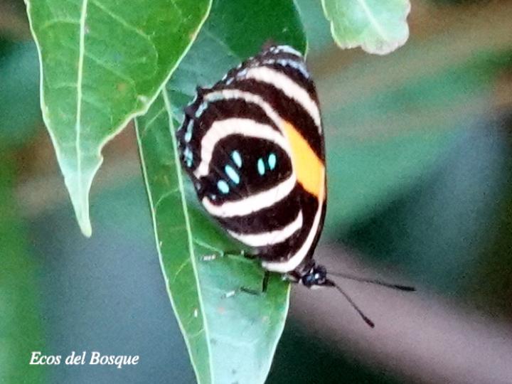 Callicore lyca aerias Callicore lyca aerias