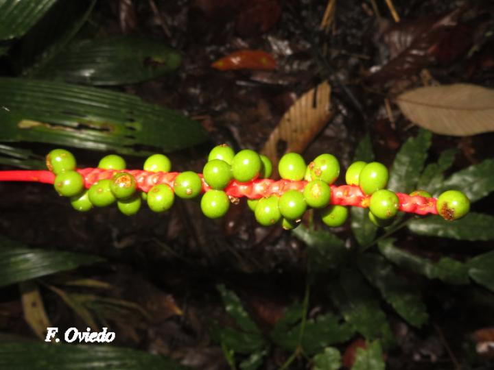 Calyptrogyne ghiesbreghtiana (Coligallo, suita)