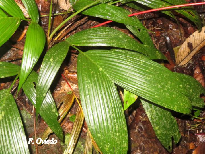 Calyptrogyne ghiesbreghtiana (Coligallo, suita)