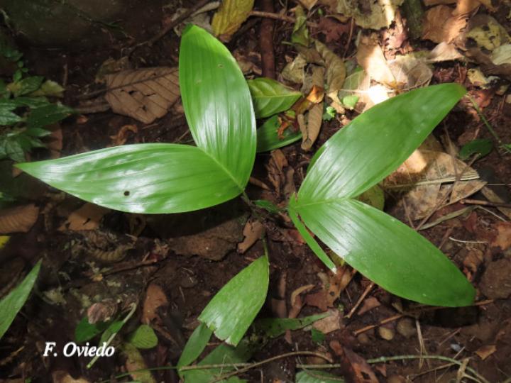 Chamaedorea pinnatifrons