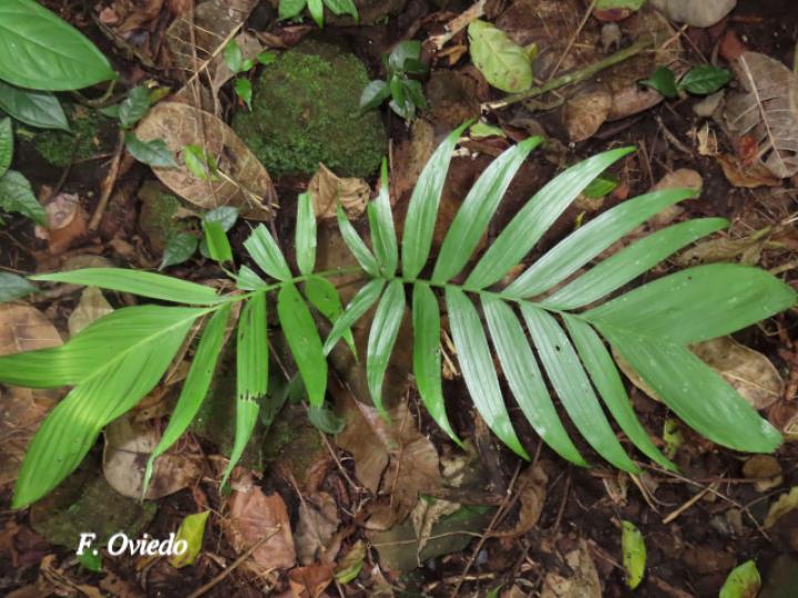 Chamaedorea tepejilote (Pacaya)