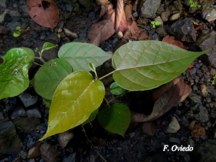 Croton bilbergianus (Targuacillo)