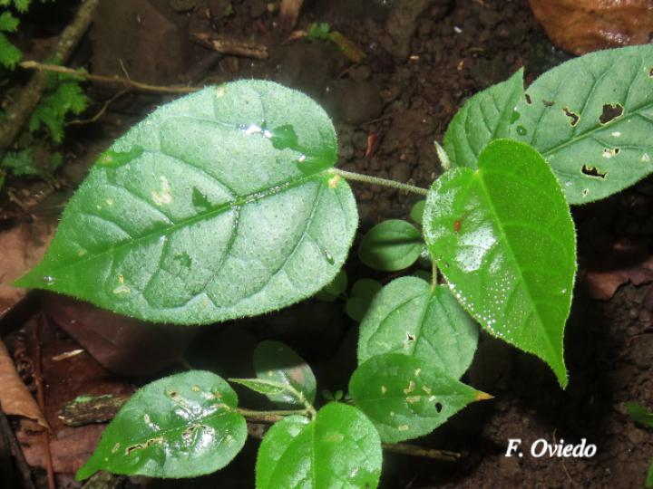 Croton bilbergianus (Targuacillo)