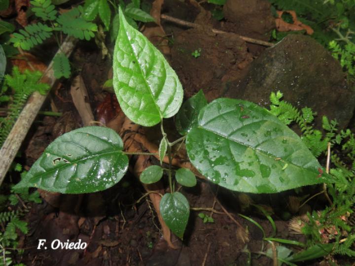Croton bilbergianus (Targuacillo)