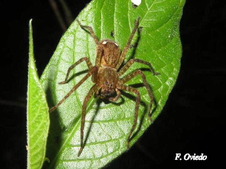 Cupiennius coccineus (Araña errante)