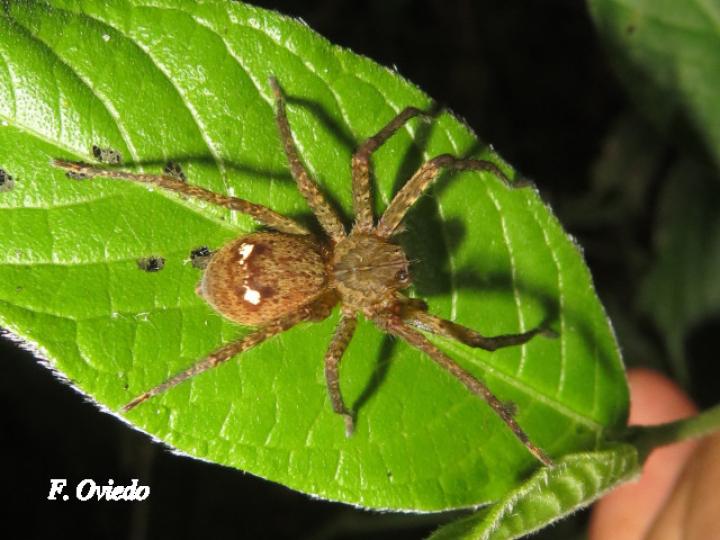 Cupiennius coccineus (Araña errante)