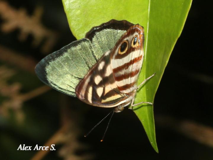 Dynamine paulina thalassina