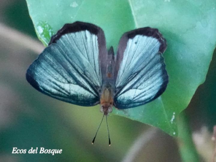 Dynamine paulina thalassina